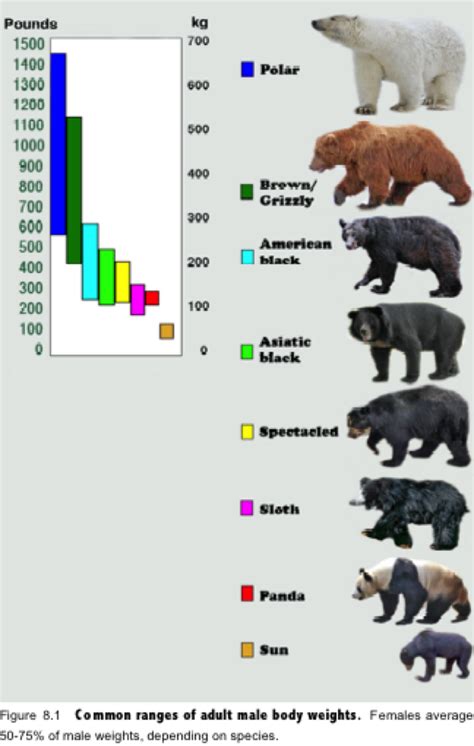 Weight Of A Bear In Kg