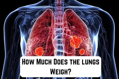 Weight Of Lungs