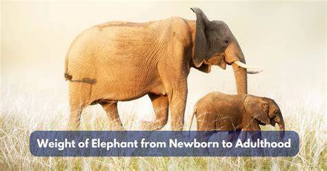 Weight Of Newborn Elephant