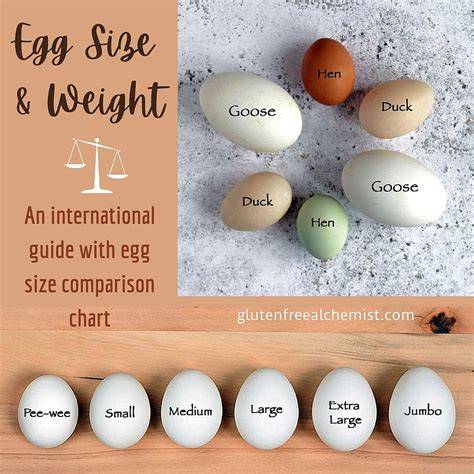 Weight Of One Egg