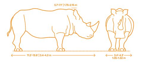 Weight Of Rhino