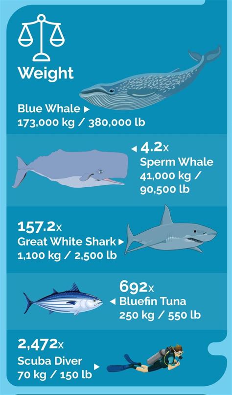 Weight Of Whale