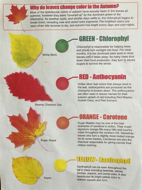 What Affects Fall Leaf Color