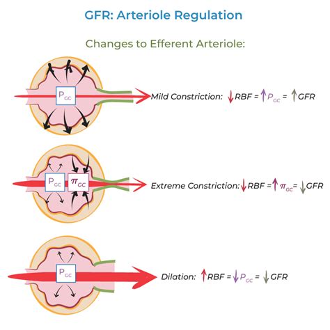 What Affects Glomerular Filtration Rate