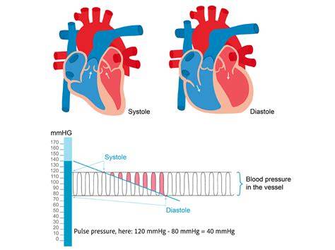 What Affects Systolic Blood Pressure
