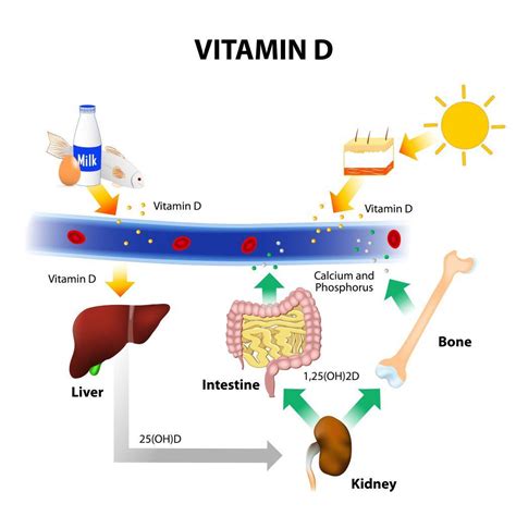 What Affects Vitamin D Absorption