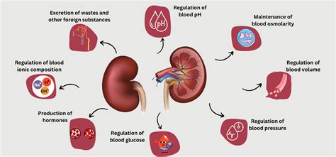 What Affects Your Kidney Function