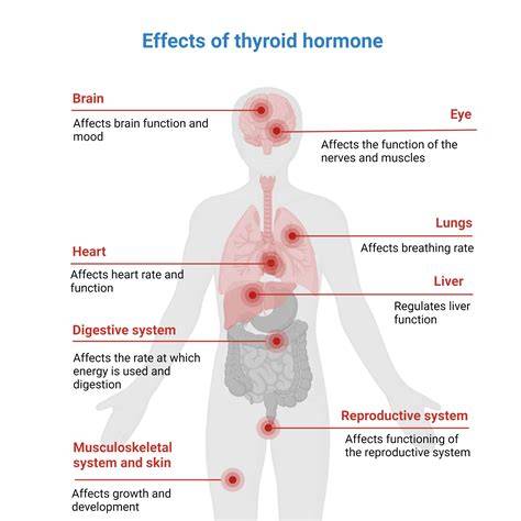 What Affects Your Thyroid