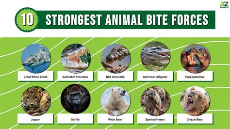 What Animal Bite Hurts The Most