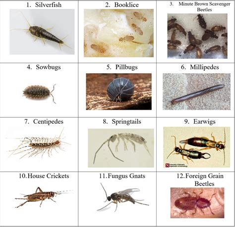 What Are Bugs