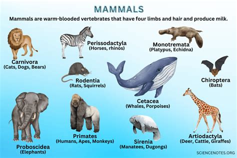 What Are Mammals