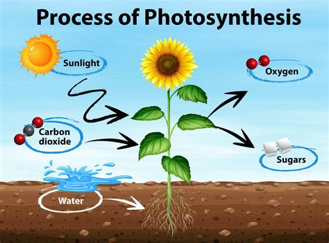 What Are Photosynthesis Need