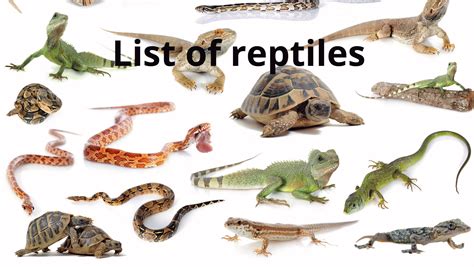 What Are Reptiles