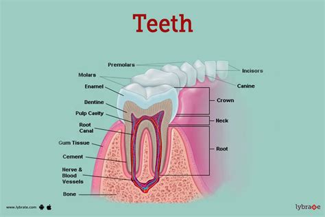 What Are Teeth Made Of