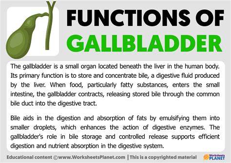 What Are The Gallbladder Functions
