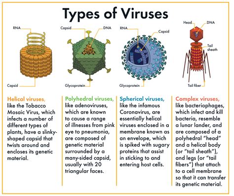 What Are Viruses