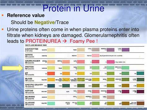 What Causes Protein In Urine