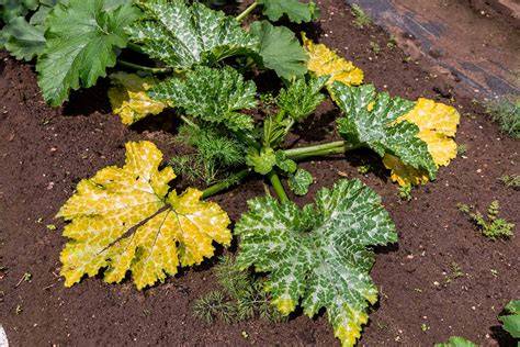 What Causes Zucchini Leaves To Turn Yellow