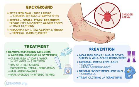 What Cures Red Bugs Chiggers Treatment