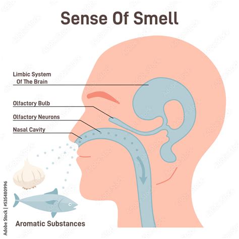 What Do Humans Smell Like