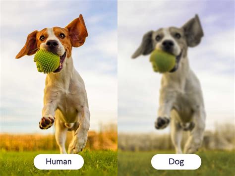 What Does A Dog See