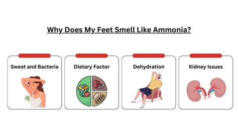 What Does Ammonia Smell Like Urine