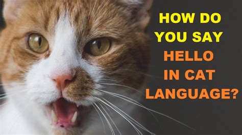 What Does Cat Say
