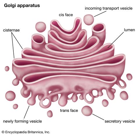 What Does Do Golgi Apparatus