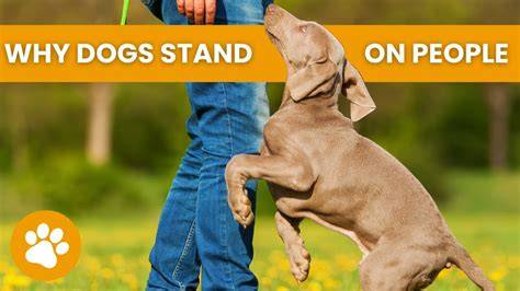 What Does Dog Stand For