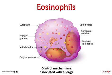 What Does High Eosinophils Means