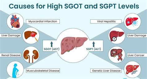 What Does High Sgpt Indicate