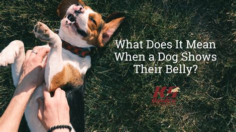 What Does It Mean To Dog