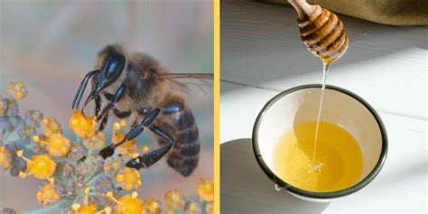 What Does It Taste Like Nectar