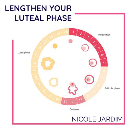 What Does Luteal Phase Mean
