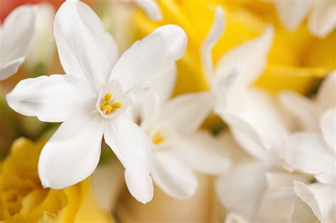 What Does Smell Like Jasmine