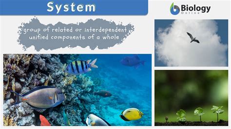 What Does System Mean