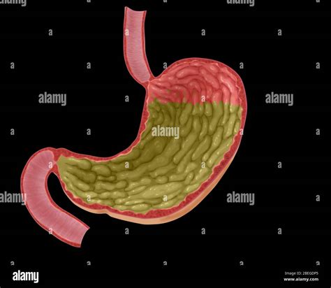 What Does The Stomach Look Like