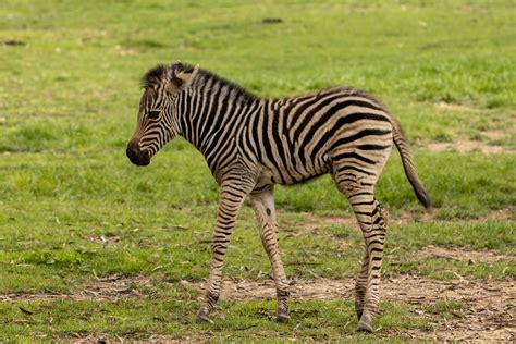 What Does Zebra Say