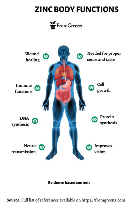 What Does Zinc Do For The Body