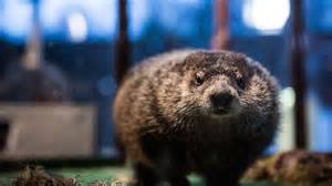 What Happens If Groundhog Sees Shadow