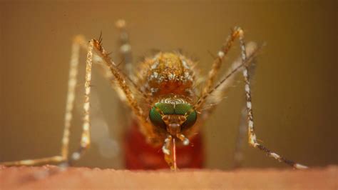 What Happens If Mosquitoes Went Extinct