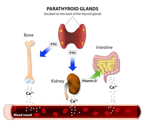 What Happens If Parathyroid Hormone Is Low