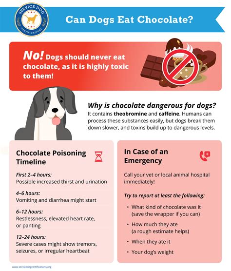 What Happens When Dogs Eat Chocolate