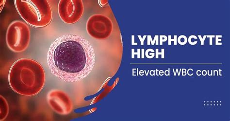 What Happens When Lymphocytes Are High