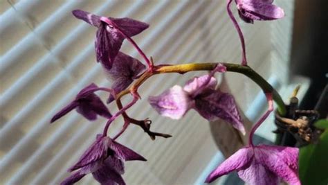 What Happens When Orchids Lose Their Flowers