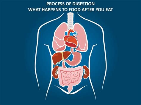 What Happens When You Eat Food