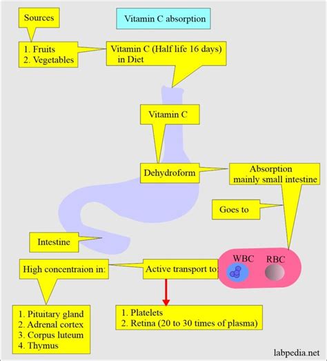 What Helps With Vitamin C Absorption
