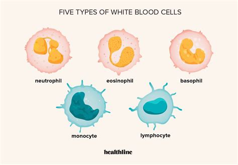 What Improves White Blood Cells