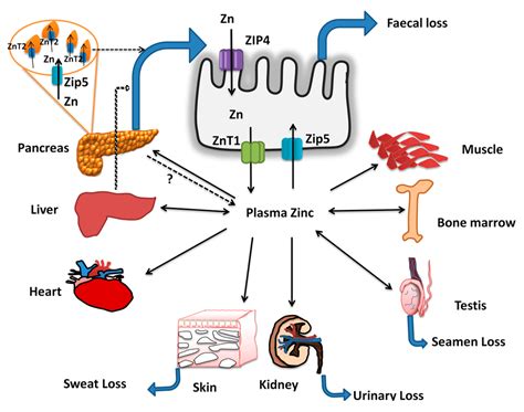 What Improves Zinc Absorption