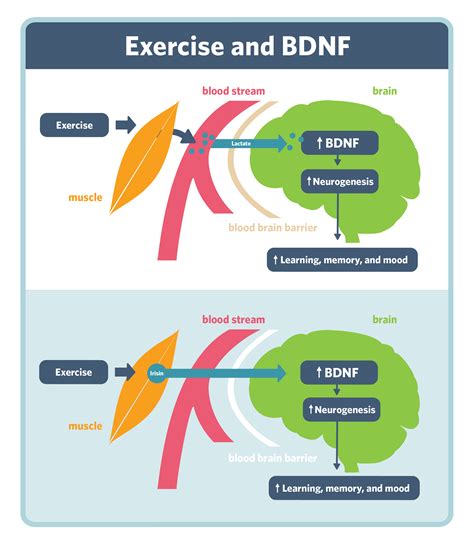 What Increases Bdnf In The Brain